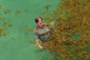 swimming-in-seaweed