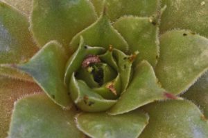 Hens-and-Chicks-Bugs