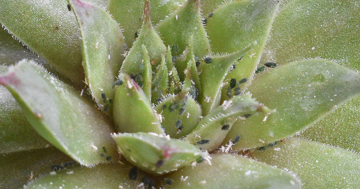 Hens and chicks6
