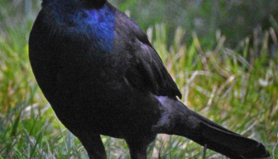 Common Grackle