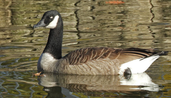 Canada Goose
