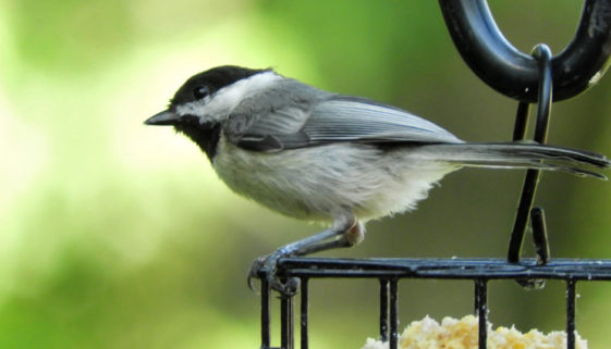 Carolina Chickadee