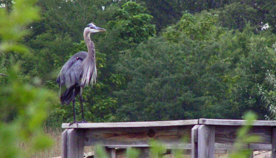 Great Blue Heron