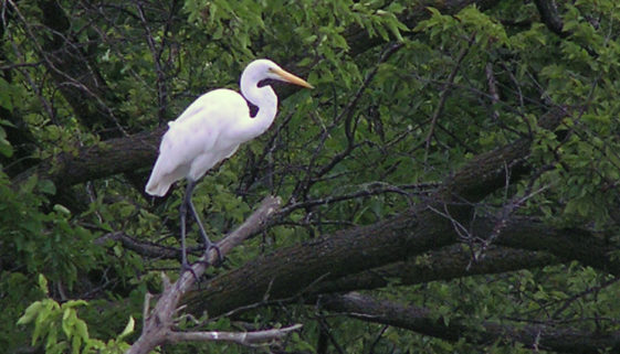 Great-Egret