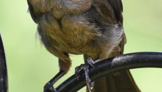 Great-tailed-Grackle