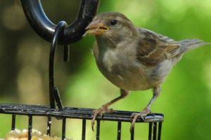 House-Sparrow7