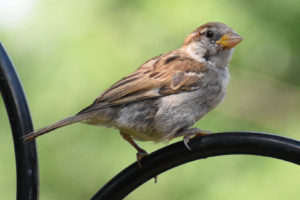 House-Sparrow8