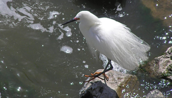 Snowy Egret