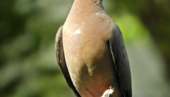 Dove6