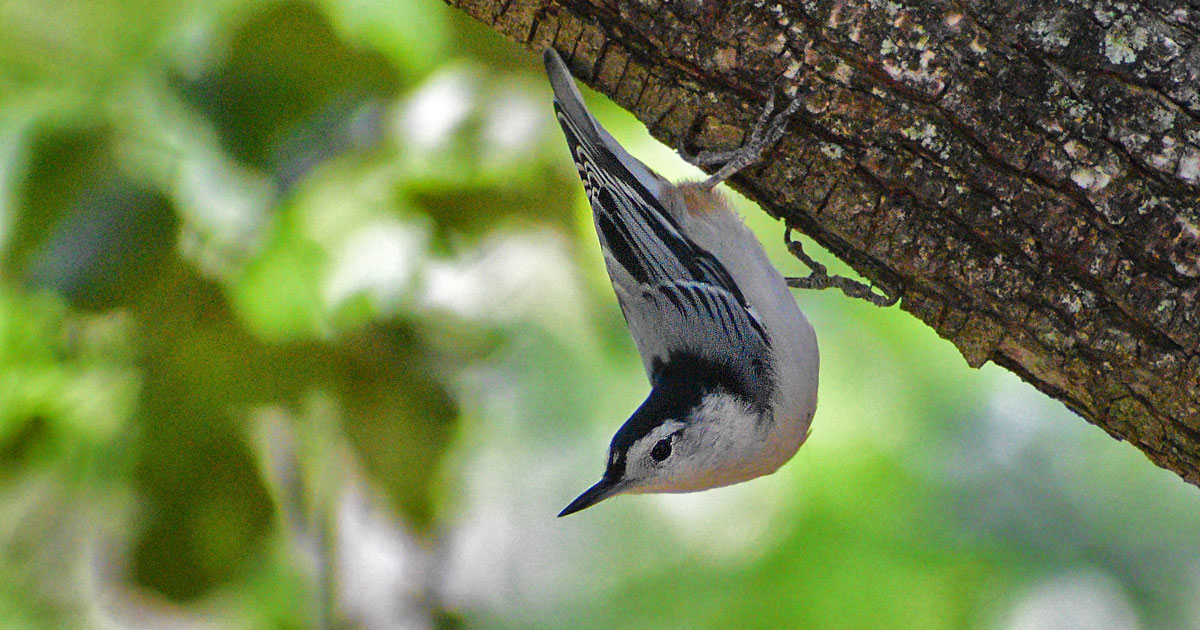 White-breasted-Nuthatch-2
