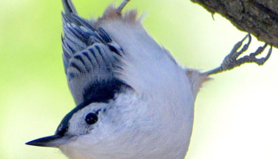 White-breasted-Nuthatch-vertical