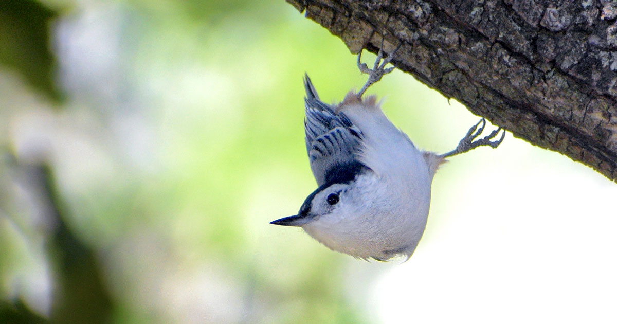 White-breasted-Nuthatch