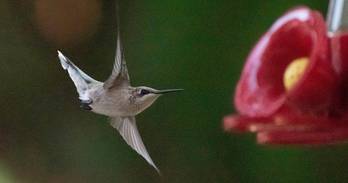 ruby-throated-Hummingbird30