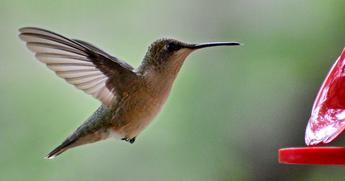 ruby-throated-hummingbird10