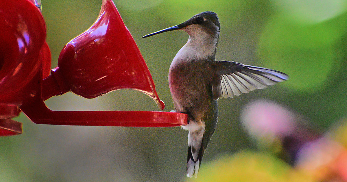ruby-throated-hummingbird11