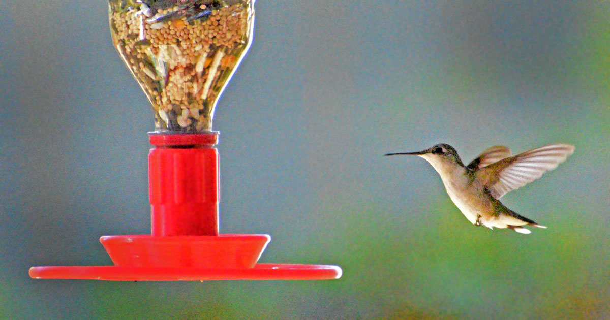 ruby-throated-hummingbird13