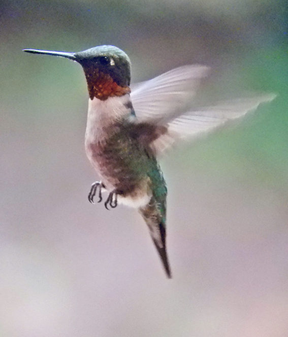 ruby-throated-hummingbird14