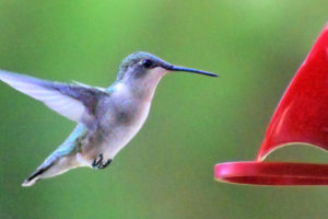 ruby-throated-hummingbird15