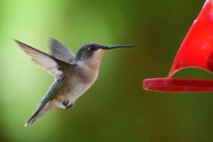 ruby-throated-hummingbird16