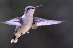 ruby-throated-hummingbird17