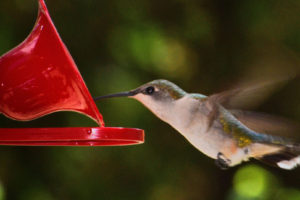 ruby-throated-hummingbird18