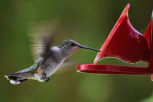 ruby-throated-hummingbird19