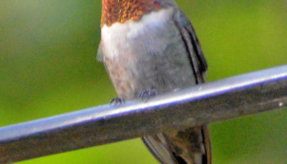 ruby-throated-hummingbird2