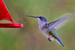ruby-throated-hummingbird20