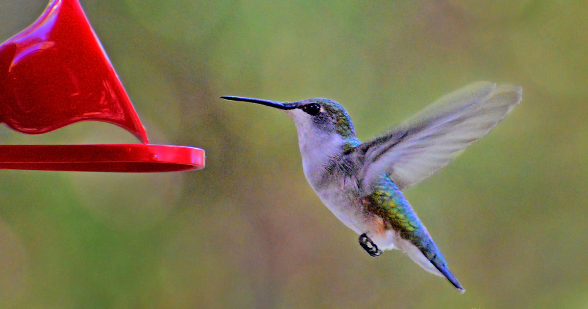 ruby-throated-hummingbird20