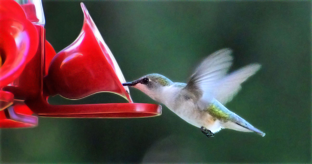 ruby-throated-hummingbird23