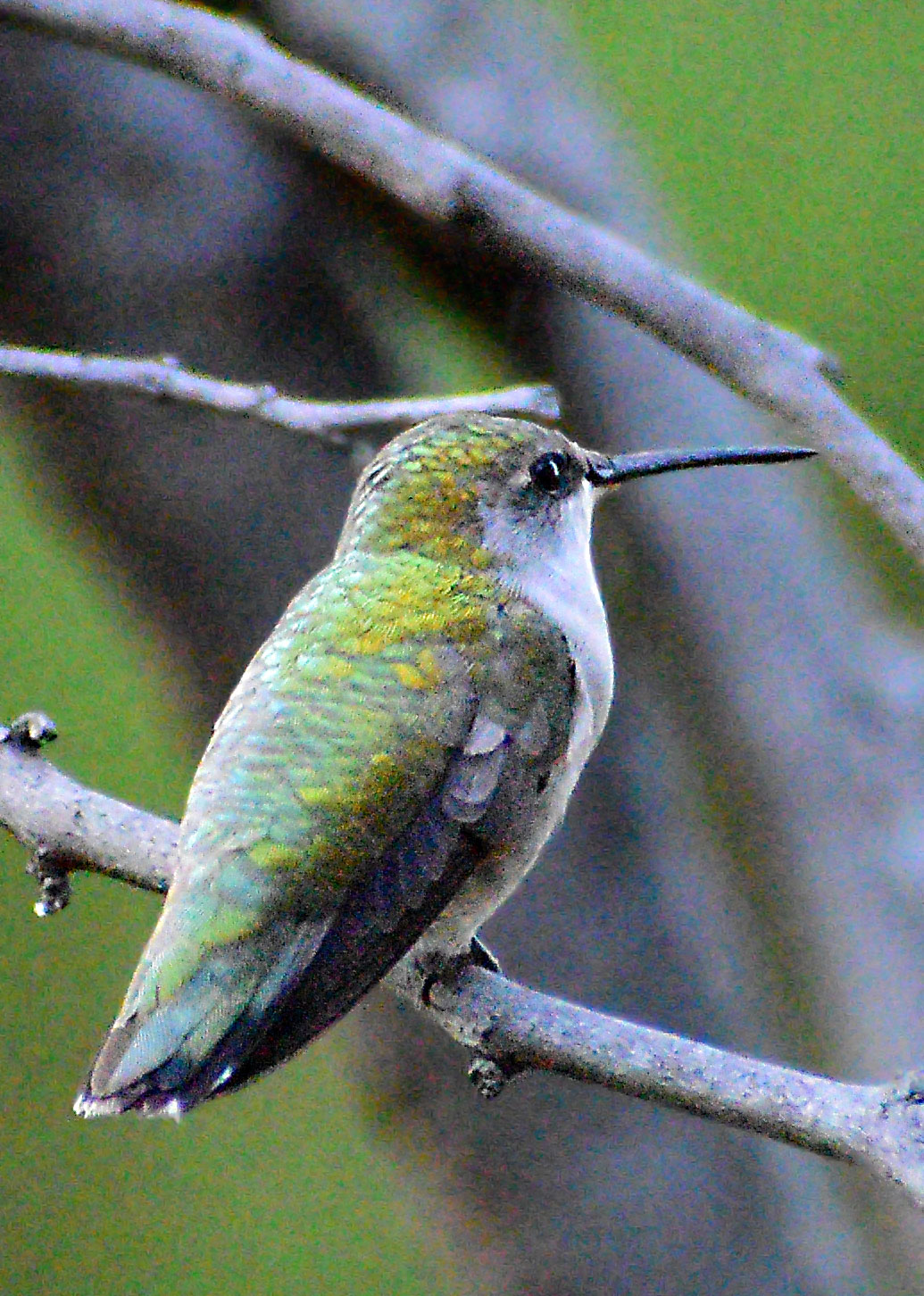 ruby-throated-hummingbird25