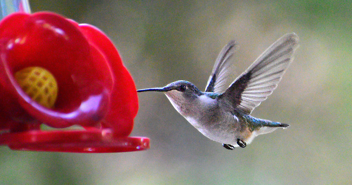 ruby-throated-hummingbird26