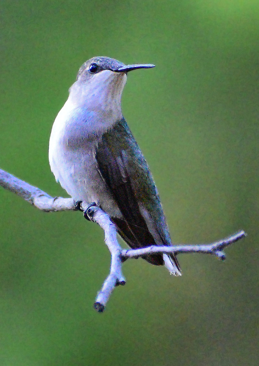 ruby-throated-hummingbird27