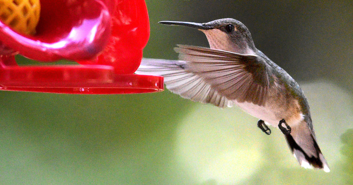 ruby-throated-hummingbird28
