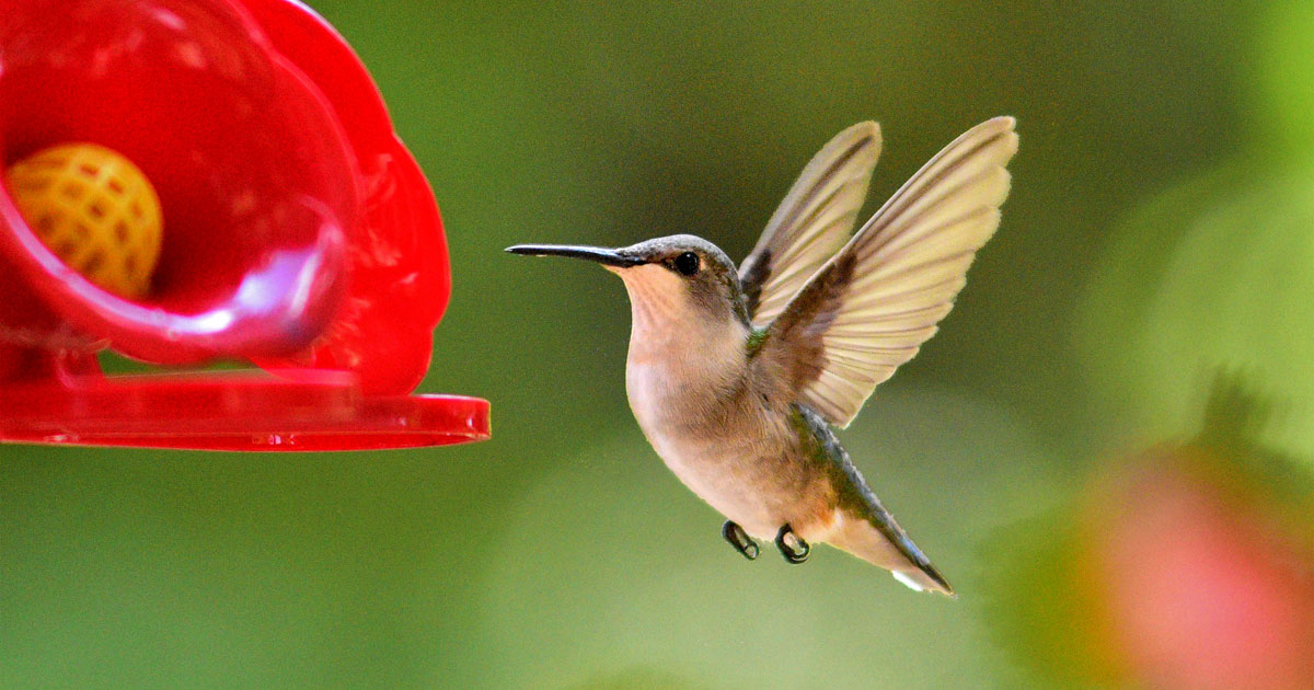 ruby-throated-hummingbird29