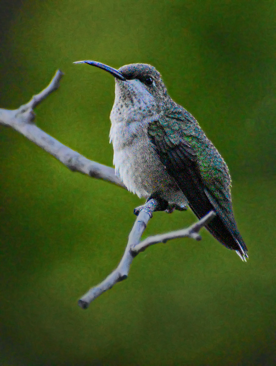 ruby-throated-hummingbird31