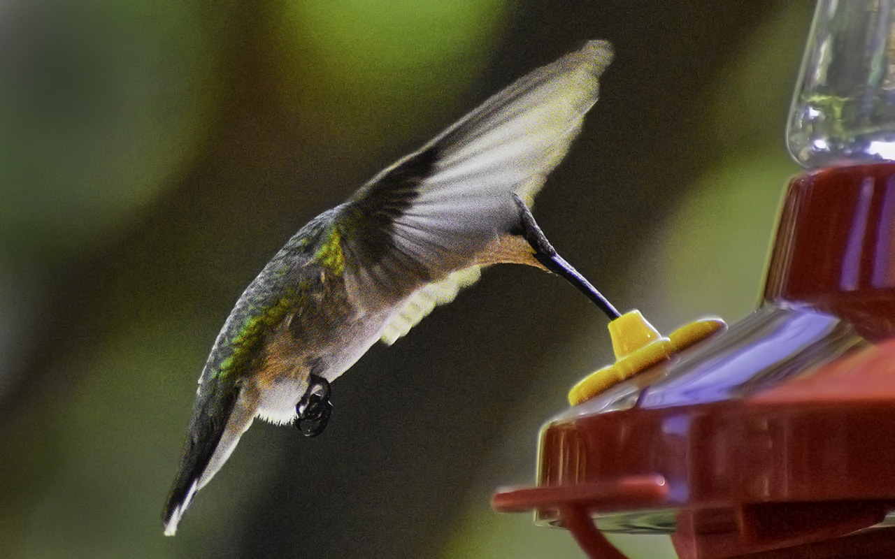 ruby-throated-hummingbird32