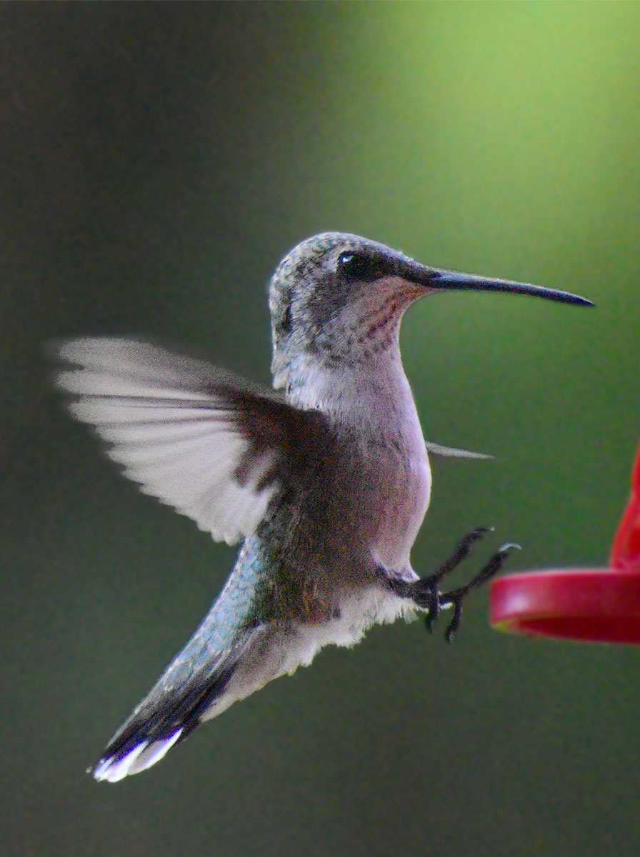 ruby-throated-hummingbird33