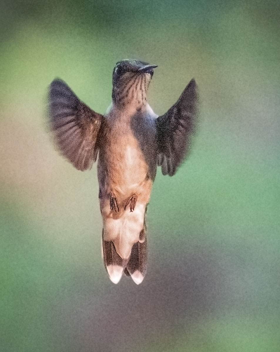 ruby-throated-hummingbird34