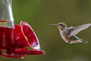 ruby-throated-hummingbird36