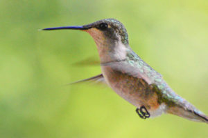ruby-throated-hummingbird37