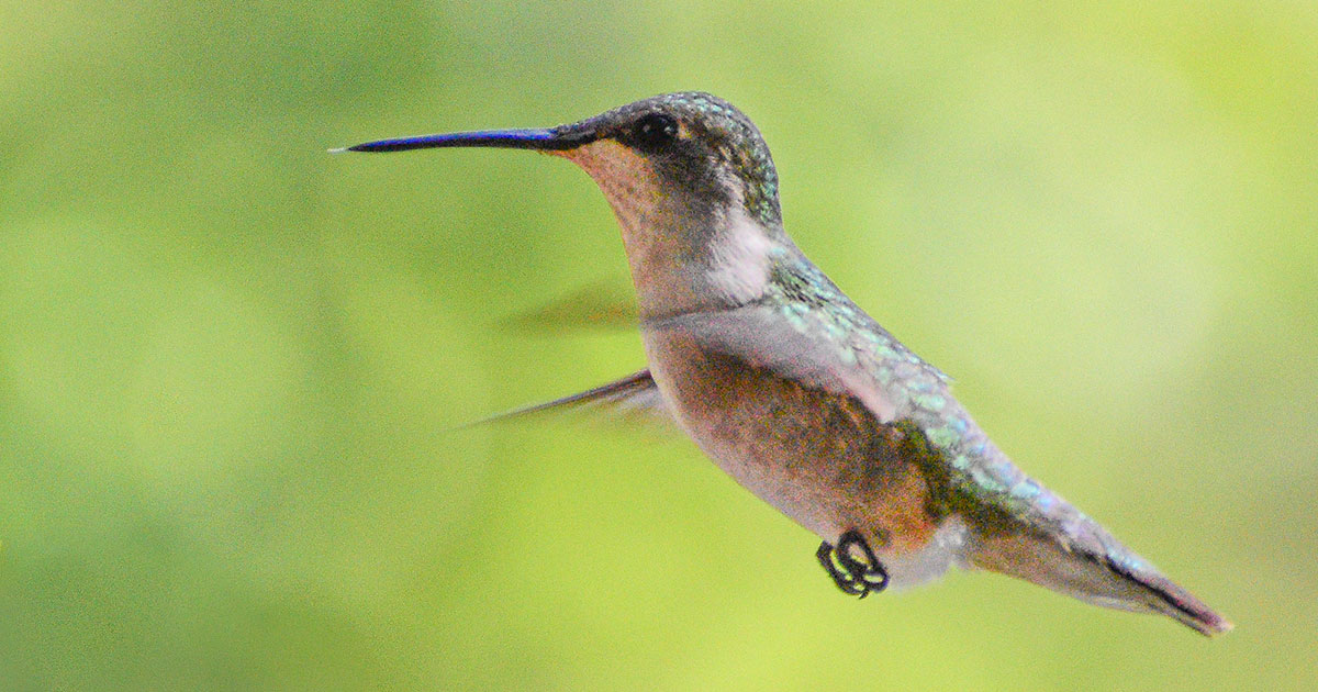 ruby-throated-hummingbird37