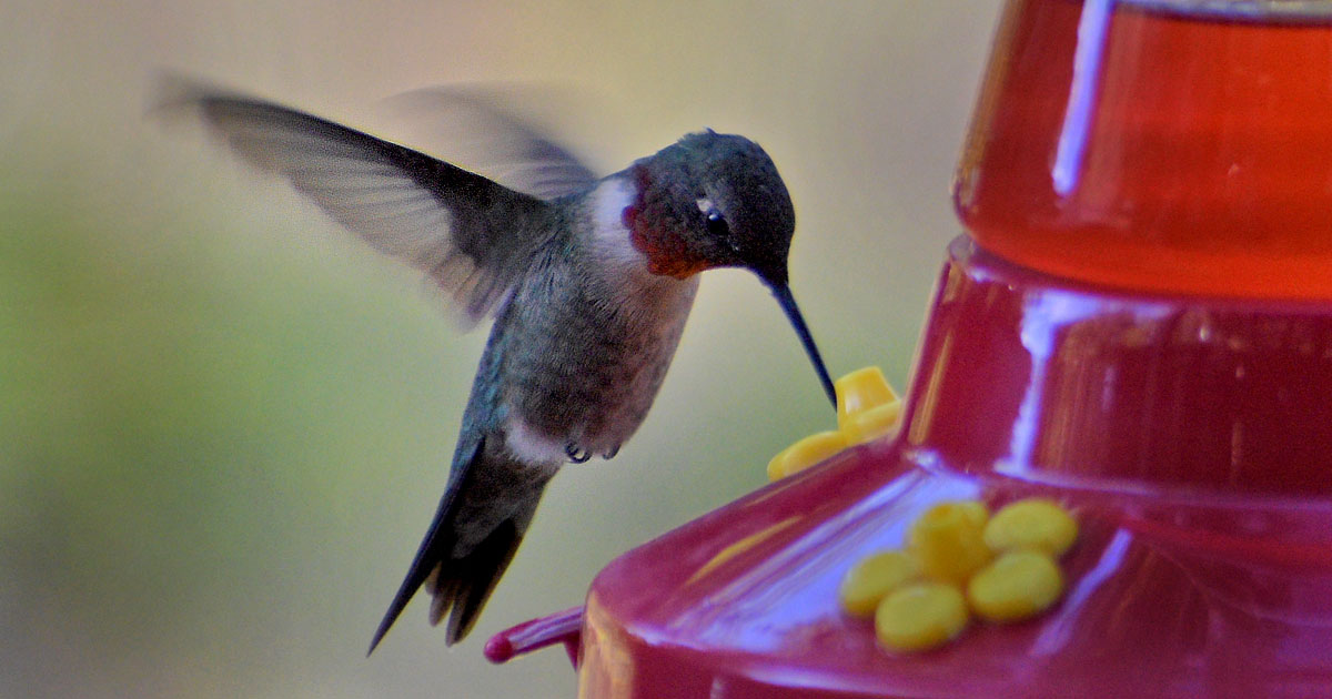 ruby-throated-hummingbird4