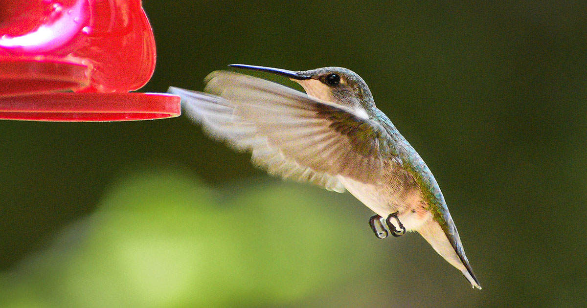 ruby-throated-hummingbird40