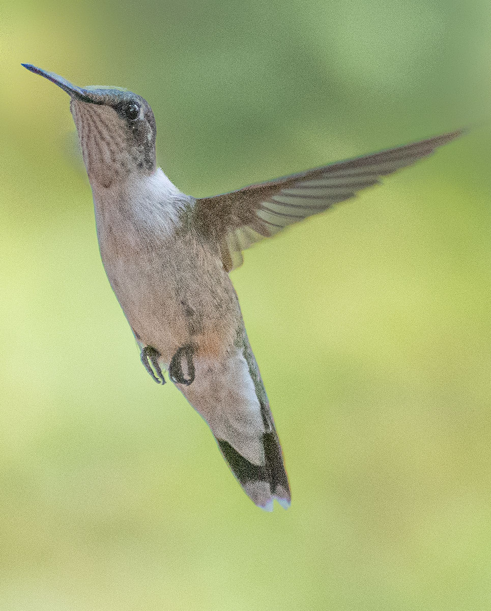 ruby-throated-hummingbird41
