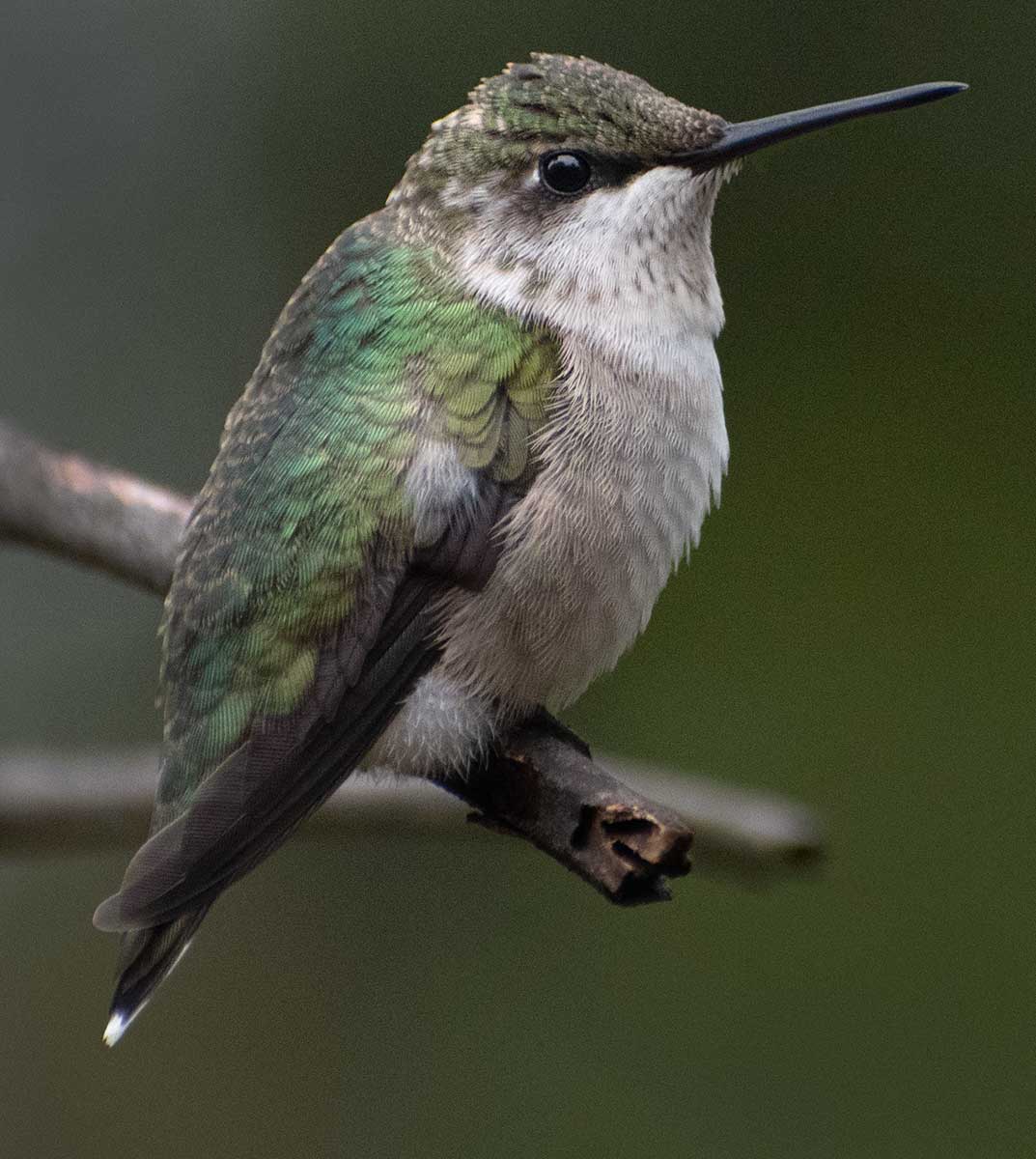 ruby-throated-hummingbird43