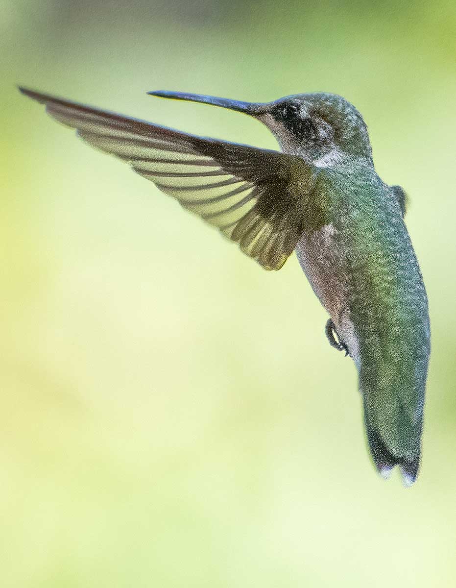 ruby-throated-hummingbird45