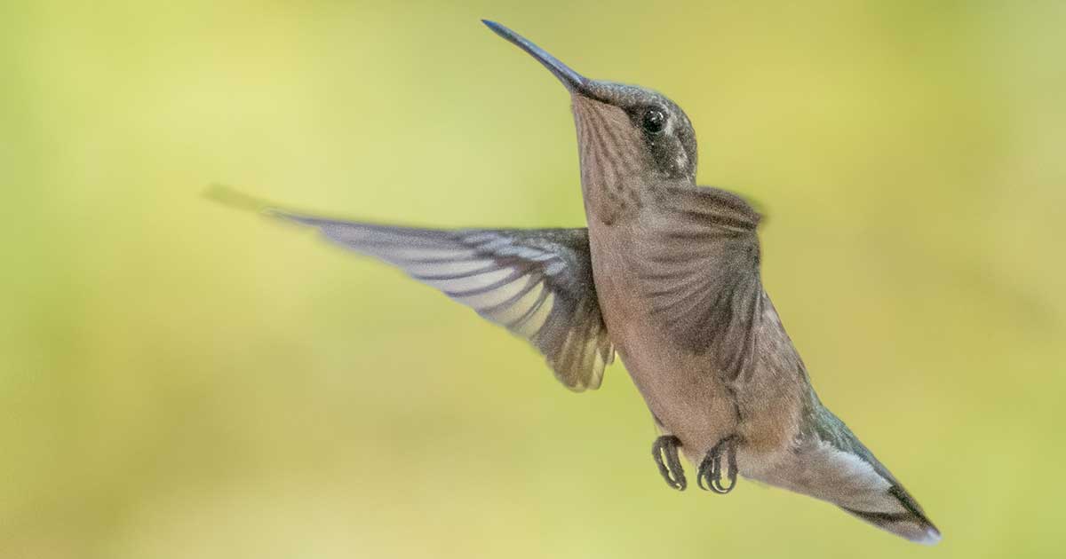 ruby-throated-hummingbird46