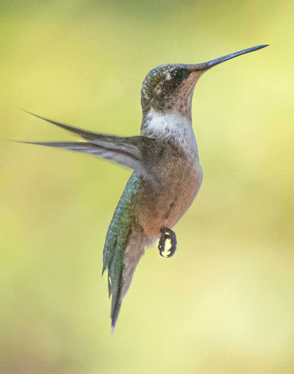 ruby-throated-hummingbird48