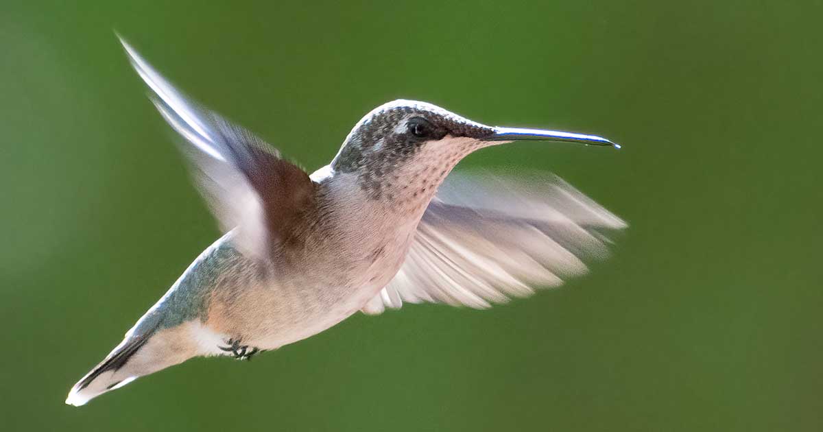 ruby-throated-hummingbird49